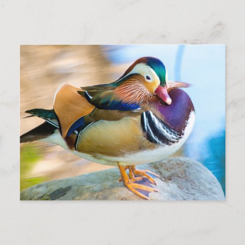 Mandarin Duck Standing by Water Postcard
