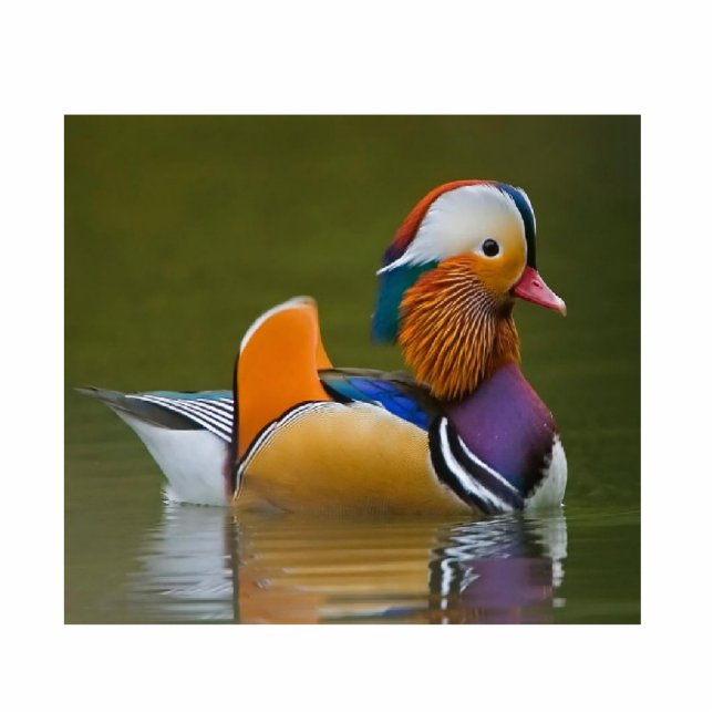 Mandarin Duck Statuette (Front)