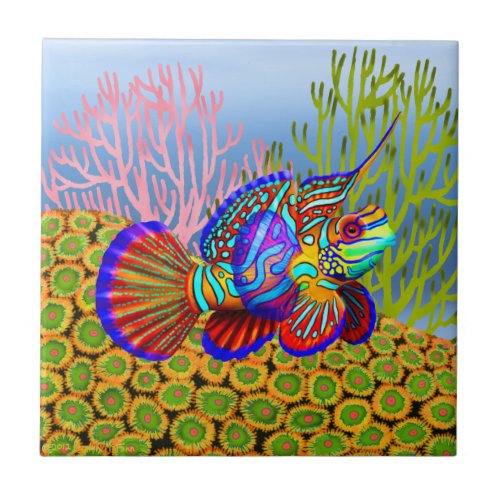 Mandarin Fish on Zoanthid Corals Tile