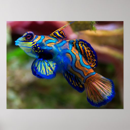 Mandarin Fish Poster | Zazzle