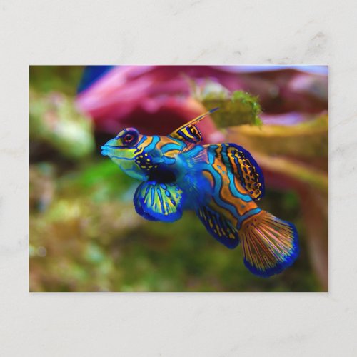 Mandarin Fish Synchiropus Splendidus Postcard