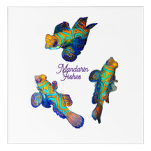 Mandarin Fishes