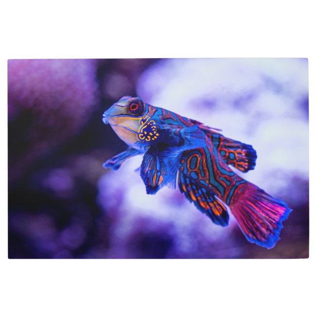 Mandarin Goby Fish Metal Print (Front)