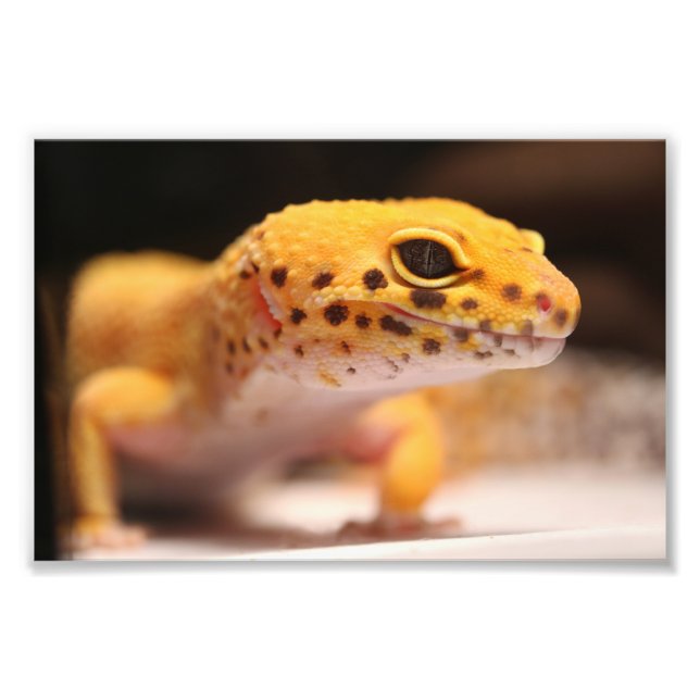 Mandarin Leopard Gecko Photo Print (Front)
