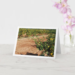 Mandarin Orange Tree Orchard Card