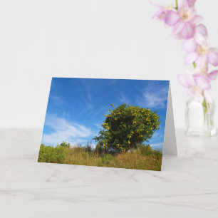 Mandarin Orange Tree Portrait Card