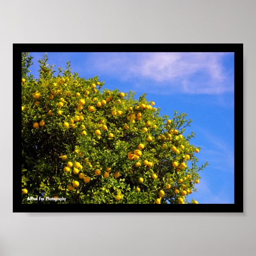 Mandarin Tree under Blue Sky Poster