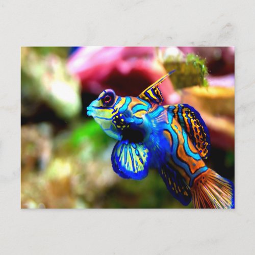 Mandarinfish Synchiropus splendidus Postcard