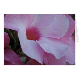 Mandevilla 2 cards