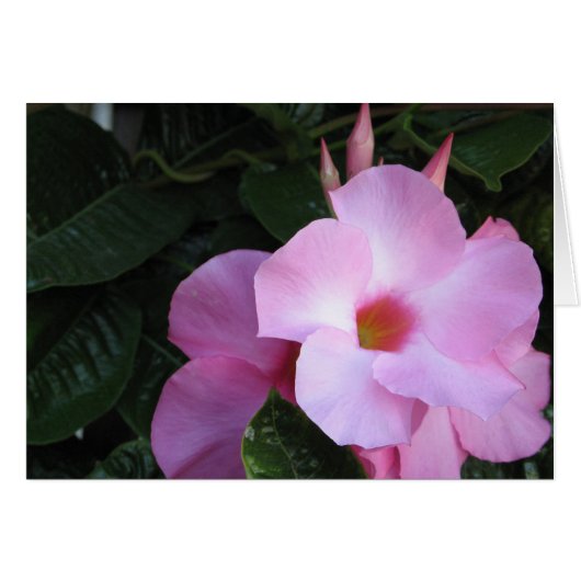 Mandevilla cards (Front Horizontal)