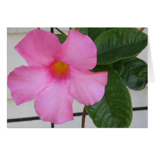 Mandevilla Cards (Front Horizontal)