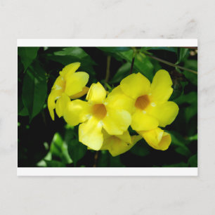 Mandevilla.JPG Postcard