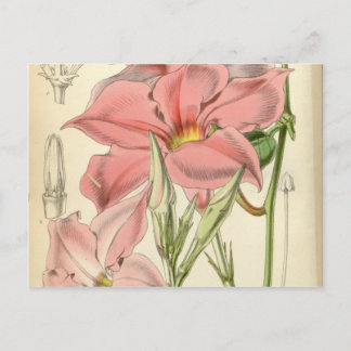 Mandevilla martiana postcard
