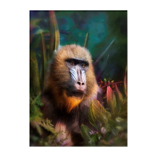 Mandril Baboon MASK IN THE JUNGLE Acrylic Print