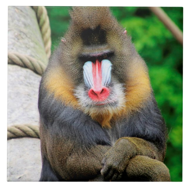 Mandrill 001 ceramic tile (Front)