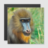 Mandrill 002 (Front/Back)