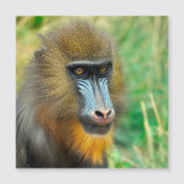 Mandrill 002 (Front)