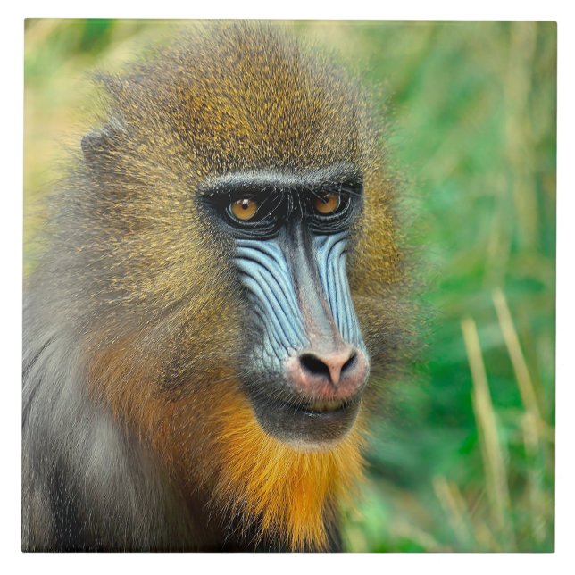 Mandrill 002 ceramic tile (Front)