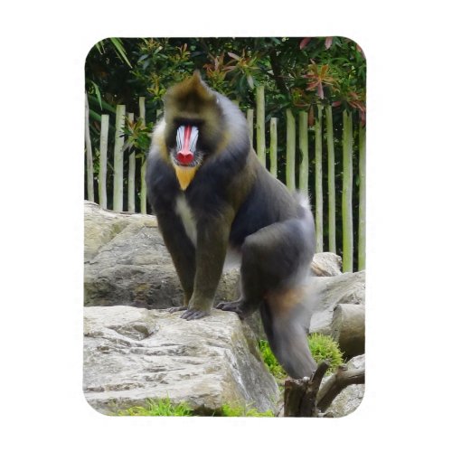 Mandrill 8 Magnet