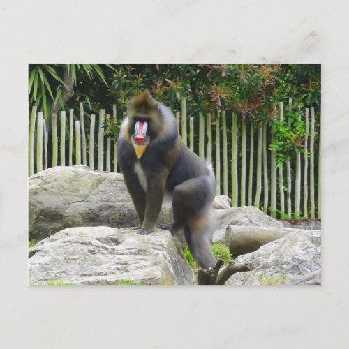 Mandrill 8 Postcard