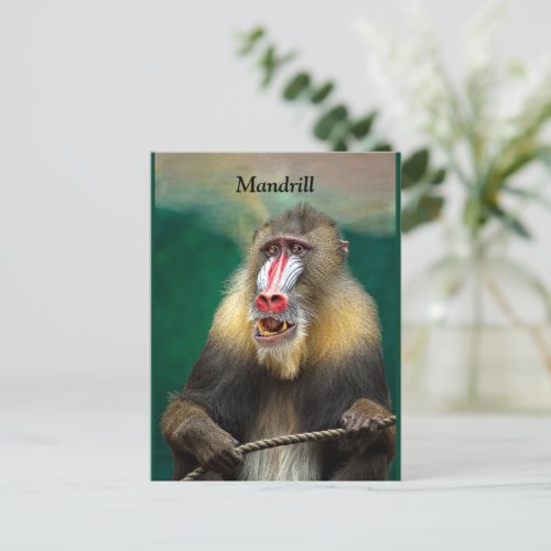 Mandrill African Ape Postcard