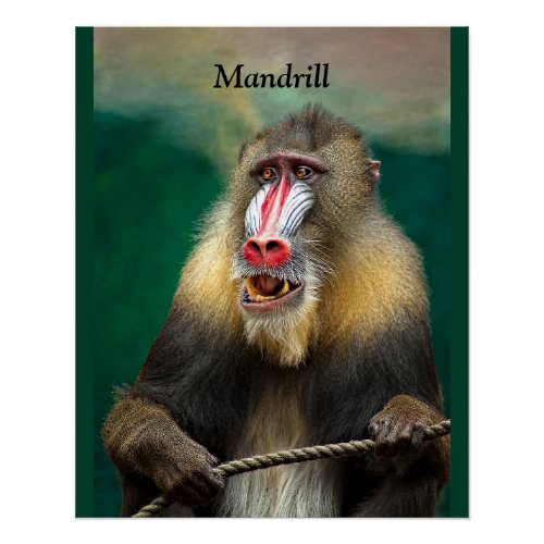 Mandrill African Ape Poster