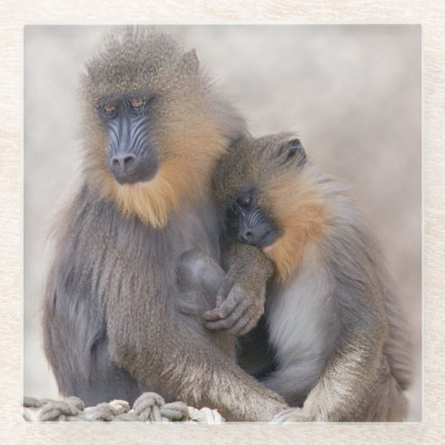 Mandrill and Young Glass Coaster (Front)