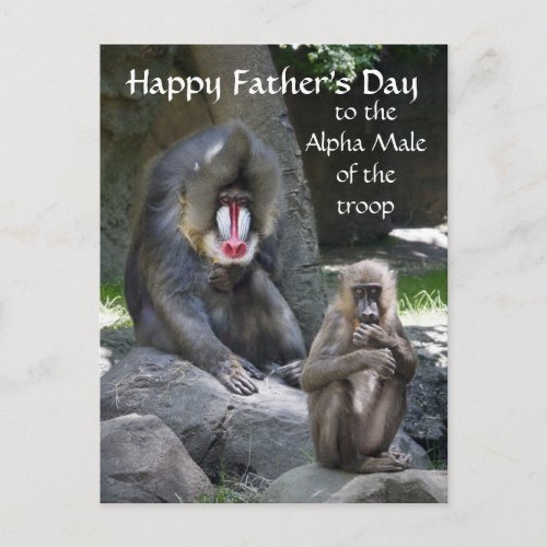 Mandrill Monkey Fathers Day postcard