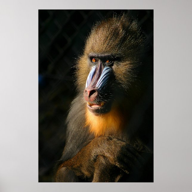 Mandrill Monkey Poster (Front)