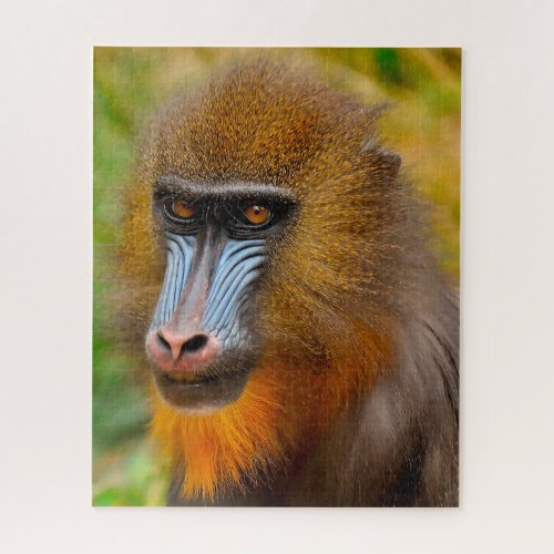 Mandrill Monkeys Jigsaw Puzzle