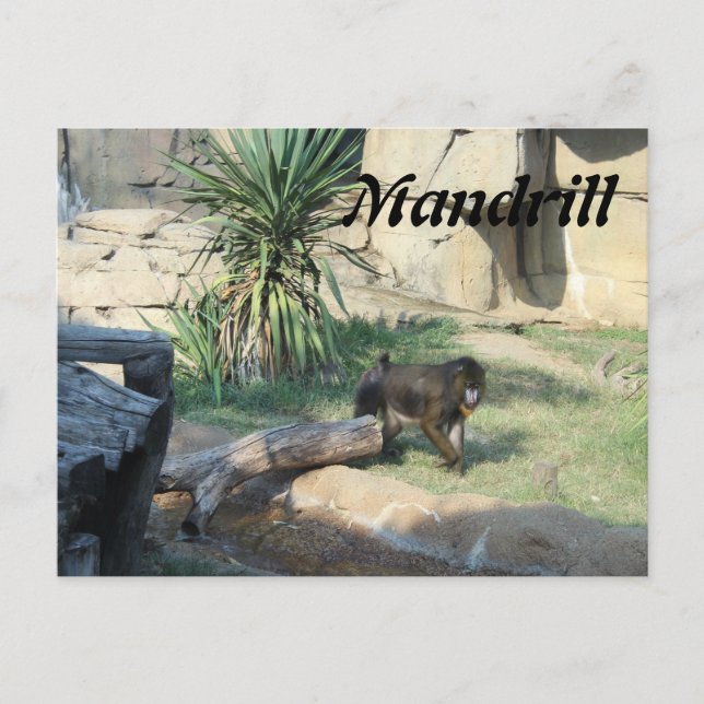Mandrill Postcard (Front)