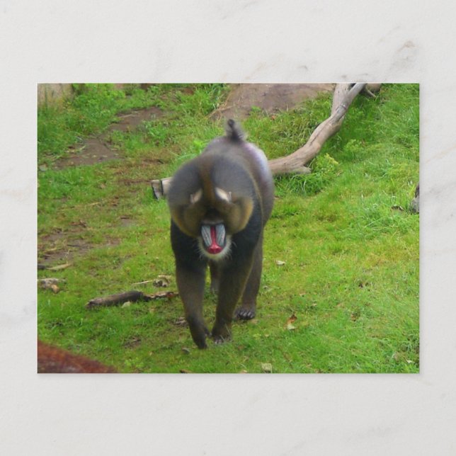 Mandrill Postcard (Front)