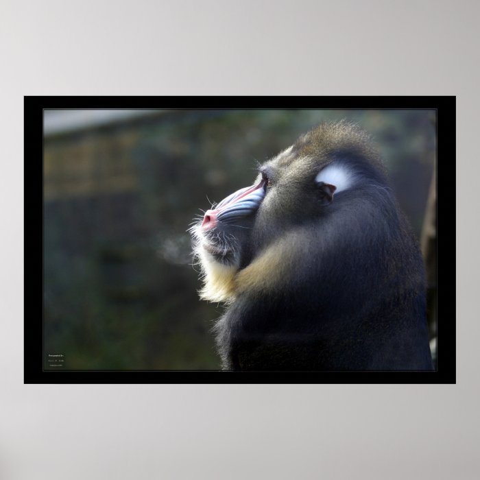 Mandrill Poster