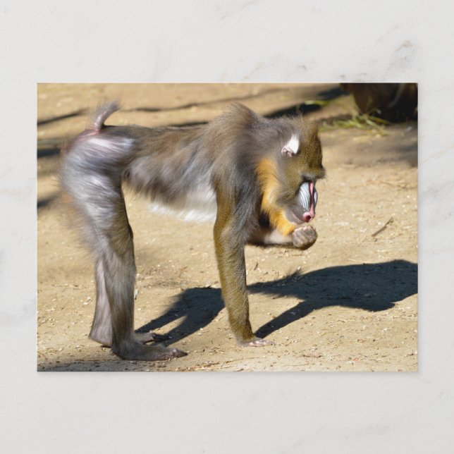 Mandrill standing on ground holiday postcard (Front)