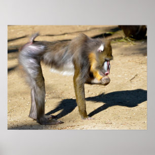 Mandrill standing on ground poster