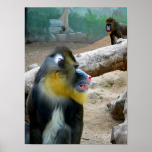 Mandrills Poster