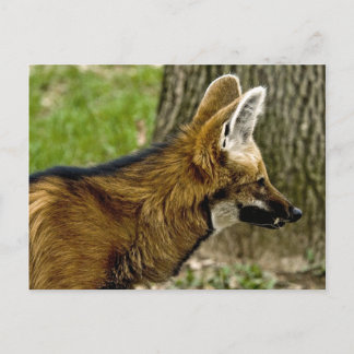 Maned Wolf  1529 Postcard