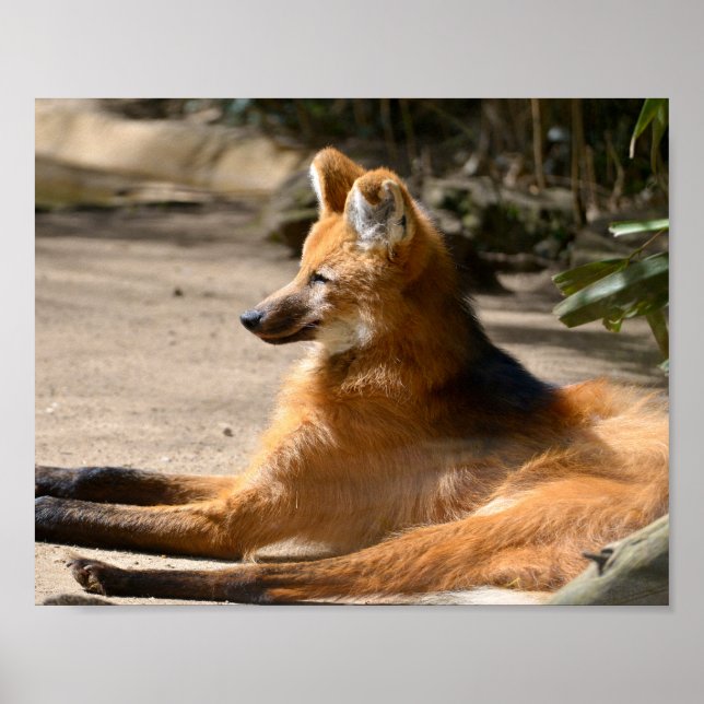 Maned Wolf lying on ground  Poster (Front)