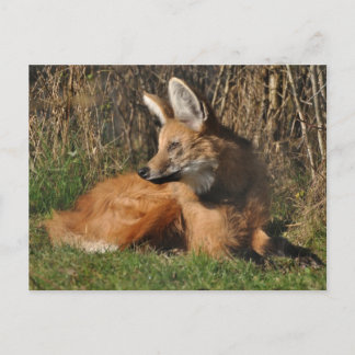 Maned wolf photo postcard