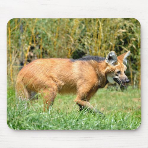 Maned Wolf walking in grass Mouse Pad