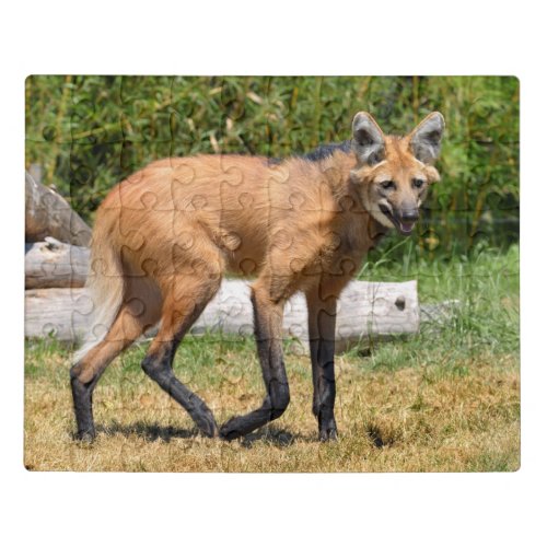 Maned Wolf walking on grass Jigsaw Puzzle