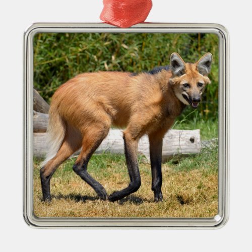 Maned Wolf walking on grass Metal Ornament