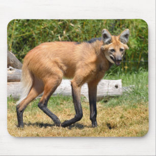 Maned Wolf walking on grass Mouse Pad
