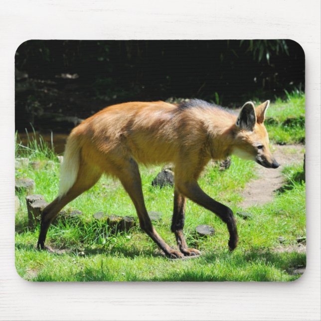 Maned Wolf walking on grass Mouse Pad (Front)