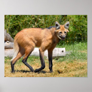 Maned Wolf walking on grass Poster