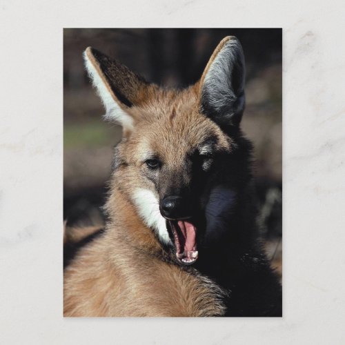 Maned wolf yawning postcard