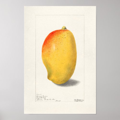 Mango Mangifera Indica Fruit Watercolor Painting Poster