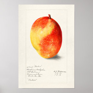 Mango (Mangifera Indica) Fruit Watercolor Painting Poster