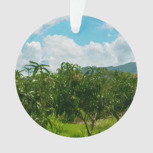Mango Plantation Dambulla Sri Lanka Acrylic Wall Ornament