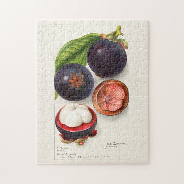 Mangosteens (Garcinia Mangostana) Fruit Painting Jigsaw Puzzle (Vertical)